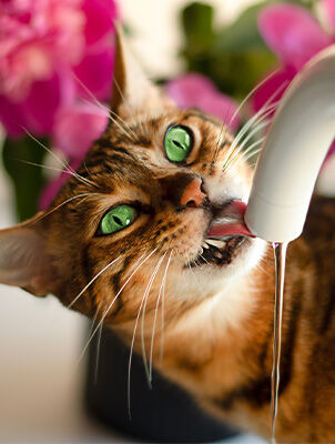 cat drinking from faucet cat drinking from faucet